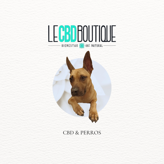 CBD & Perros